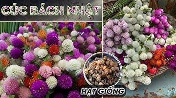 Hướng dẫn cách trồng hoa Cúc Bách Nhật từ hạt giống thu hoạch ngoài đường