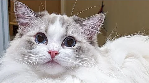 Watch the video about Playing with the fluffiest Ragdoll cat ever! Bella 💖