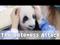 Baby Pandas Inviting You To Accept The Cuteness Attack | iPanda