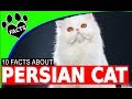 Persian Cats 101 - 10 Fun Interesting Facts の動画、YouTube動画。