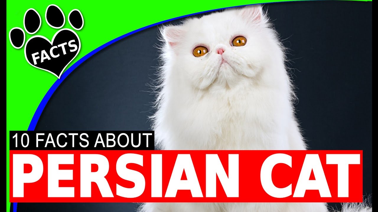 Cats 101: Persian Cats Fun Interesting Facts Most Popular Cat Breed - Animal Facts