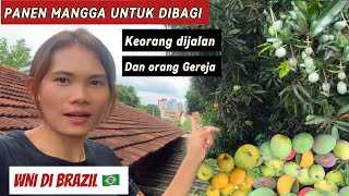 SERU BANGET PANEN MANGGA RAKSASA UNTUK  DI BAGIKAN PADA ORANG DI JALAN DAN GEREJA