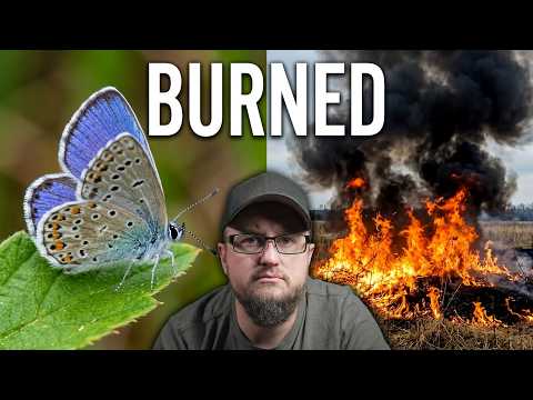 The Fatal Mistake Killing Our Butterflies