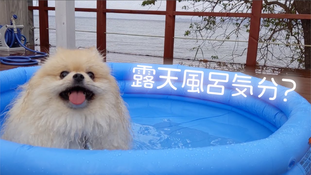 露天風呂気分でプールに入るモチ ポメラニアン犬 Youtube 露天風呂気分でプールに入るモチ ポメラニアン犬 Youtube