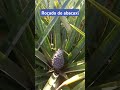 plantio de abacaxi #natureza #vidanaroça #canpo