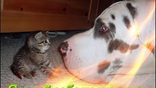 Смешное видео о животных Прикольное видео Позитив Создай себе хорошее настроение Смешное видео о животных Прикольное видео Позитив Создай себе хорошее настроение
