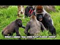 A determined pair of brothers meets one determined Dad 😄🤭兩個堅持要陪玩的孩子，遇上一個堅持想休息的爸爸