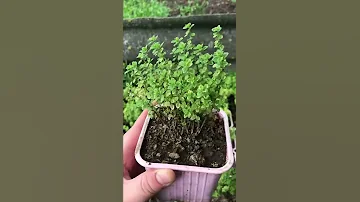Скорость роста тимьяна
