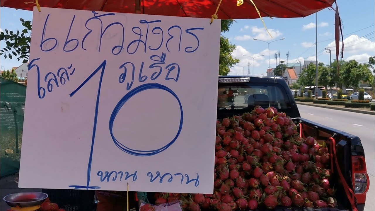 แก้วมังกร โลละ10บาท!..ขายหรือแจก วันละ6ตันไม่พอขาย|puklak_channel​