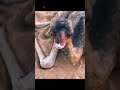 سبحان خالق الكون سبحان خالق الكون