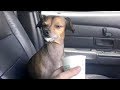 FUNNY DOGS, they never fail to MAKE US LAUGH // Funny DOG VIDEOS compilation