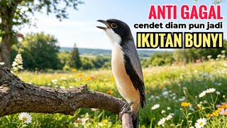 SUARA CENDET GACOR ISIAN ALAM || ANTI GAGAL efektif bikin cendet malaspun  langsung ikutan bunyi