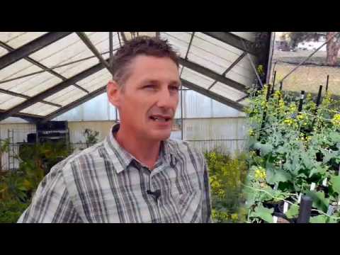 Pioneer® brand canola breeding process