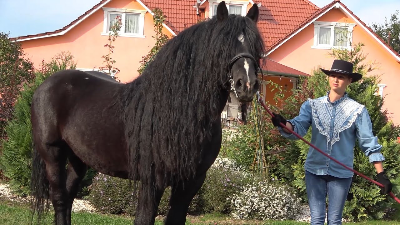 Herghelia Fitero - Prezentare Iepe mame cu manji, Armasari pepinieri Sacuieni, Bihor - 2020 Nou!!!