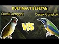 Cucak Jenggot ft Cucak Cungkok Cocok Buat Masteran Kicau