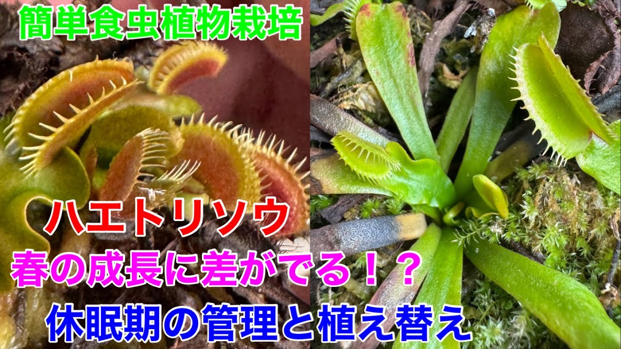 ハエトリグサの育て方。休眠期の管理と植え替え。