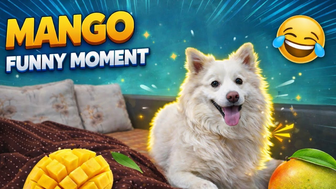 Mango 🥭 Funny Moment 😆 | Dog Cute & Funny Video 😂 | Mango Comedy