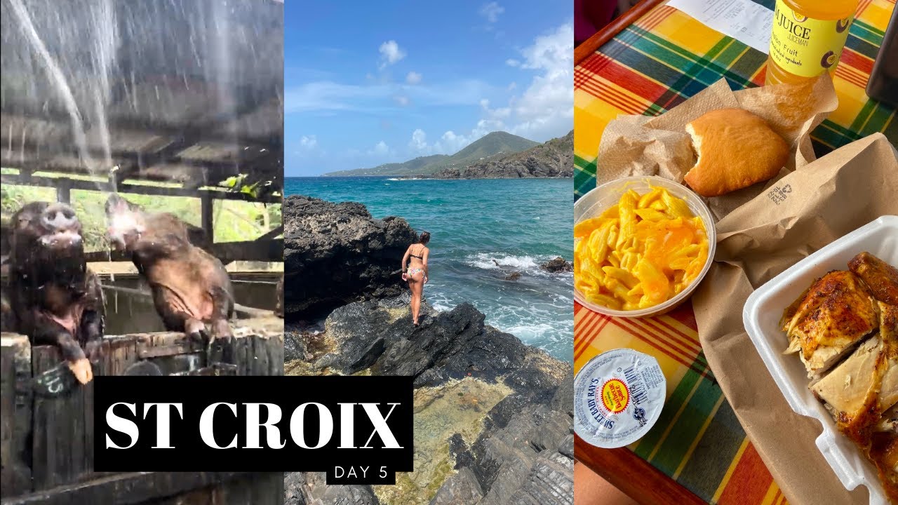 VLOG st croix day 5 (beer drinking pigs, carambola tide pools, chicken