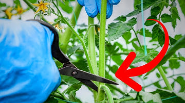 NEVER REMOVE SUCKERS AND LEAVES FROM TOMATOES ON THIS DAY