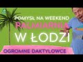 NAJLEPSZE PALMIARNIE W POLSCE🌴Gdzie do palmiarni? Polecam tą w Łodzi🔥💪 Najwyższa palma czeka💚