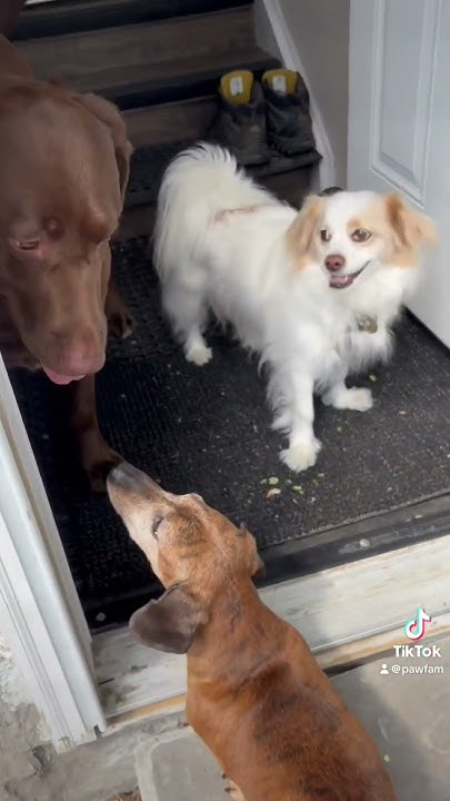 Dog play date🐶🐶🐶 #youtube #viral #youtubeshorts #viralvideo #tiktok# ...