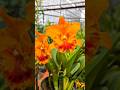❤ Cattleya Vàng Ông Sỹ tỏa sáng ngày mới 🌧🤣 #VangOngSy #Cattleya #hoalan #Orchids #chaobuoisang