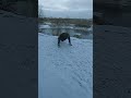 Outdoors push up in the cold winter#workout#staymotivated stay motivated#snow#motivation#pushups