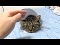 病気の猫と中年男性飼い主の日常...