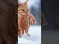 In the snow, the lives of a mother cat and her kittens are in danger. #rescue #retreiver #cat