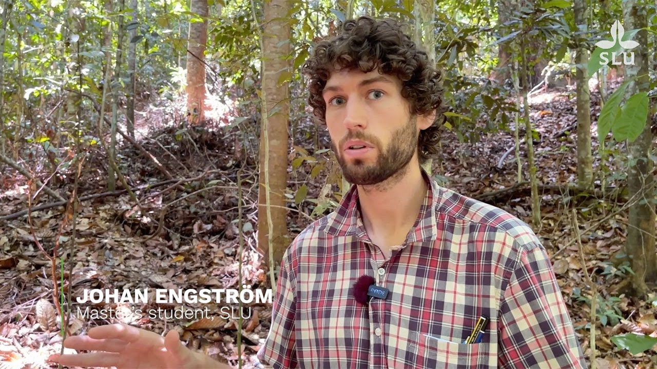 What's best: Active restoration or natural regeneration?