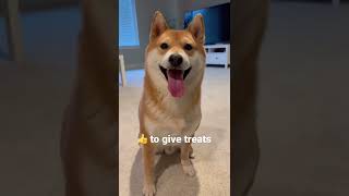 That's Just My Baby Doge - BeatsBoomingGang