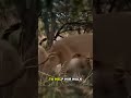 The Lion Born With Extra Claws
