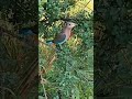 February 16, 2024 # birds palapitta#shorts