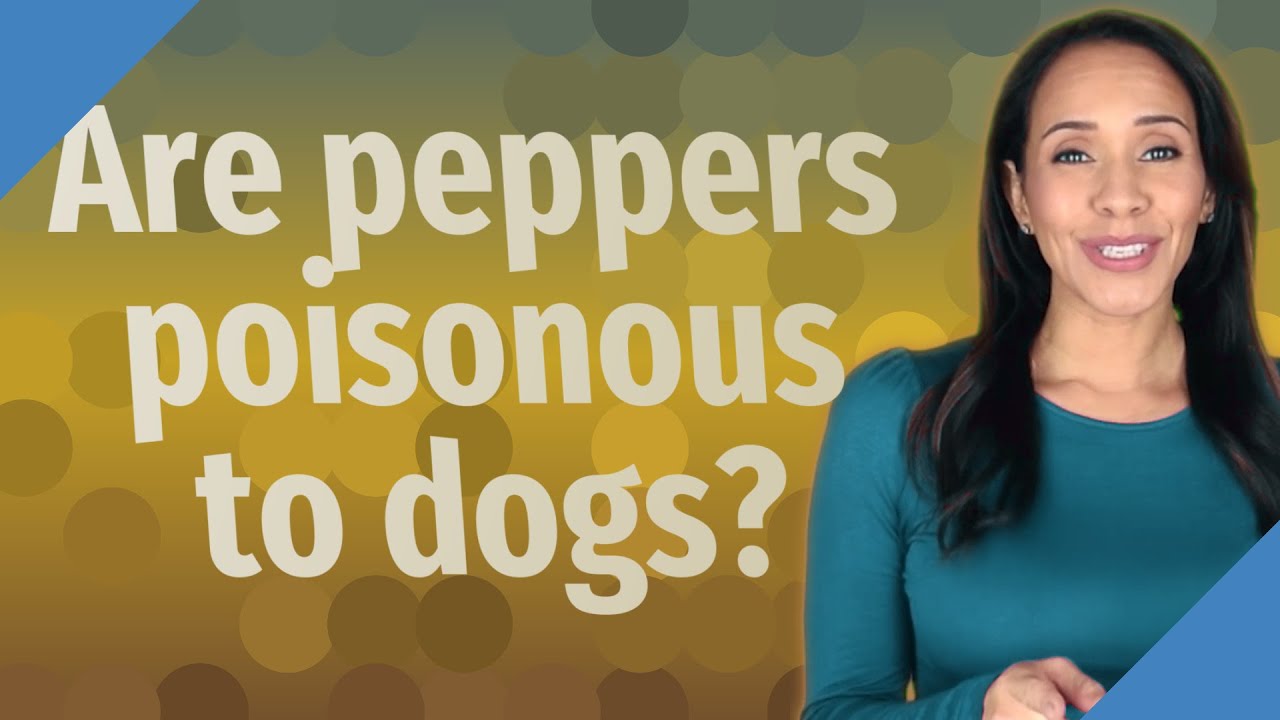 Are Pepper Seeds Poisonous To Dogs?