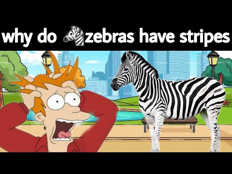 Video: Bakit Si Zebra Stripe? Mga Bagong Alok Ng Pag-aaral Na Kakaibang Paliwanag