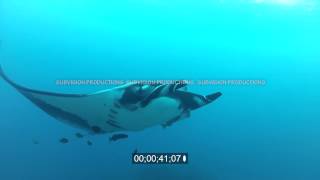 stock footage of Manta ray with cleaner fish flying by and over.
