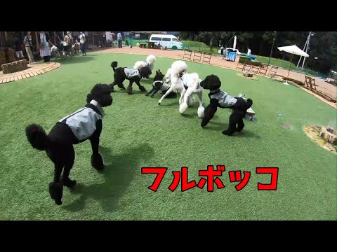 【甲斐犬】ドッグランでスタンプーの群れに追い込まれる【スタンダードプードル】