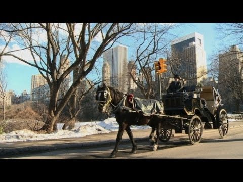 فيديو: لا مزيد من عربات التي تجرها الدواب في سنترال بارك في نيويورك؟