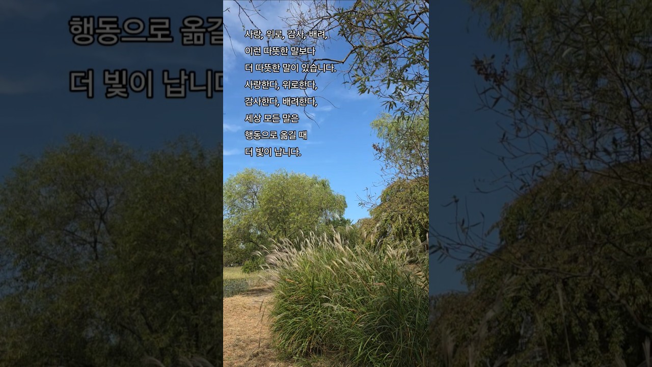 중년의 감성 갈대꽃 #일산호수공원 #틱톡킴교장 #파코메리