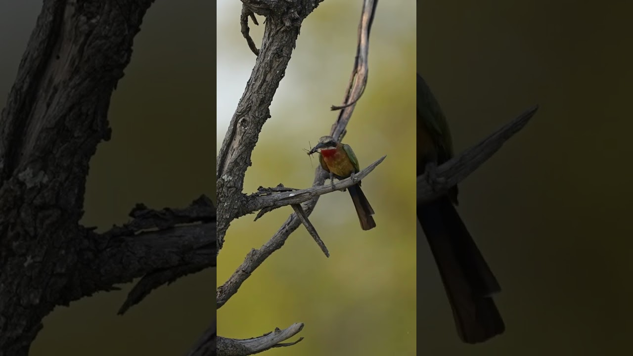 White fronted bee eater bashing a beetle and calling for its fledging to be fed!