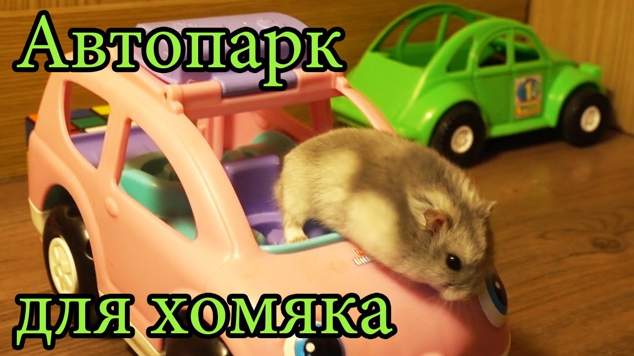 Перевозка хомяка в машине