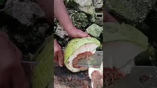 what do you think of this coconut, bad or good short
