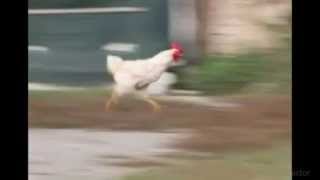 Chicken Remix - Gıd Gıd Gıd