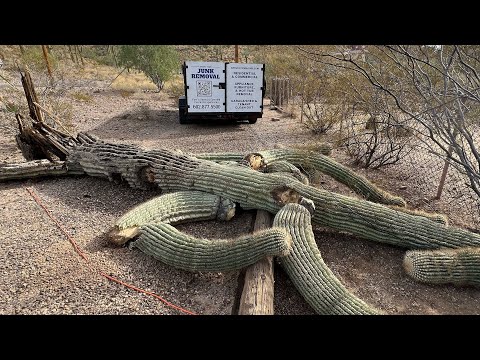 Video still: Saguaro Cactus Removal in Desert Hills Arizona 85086