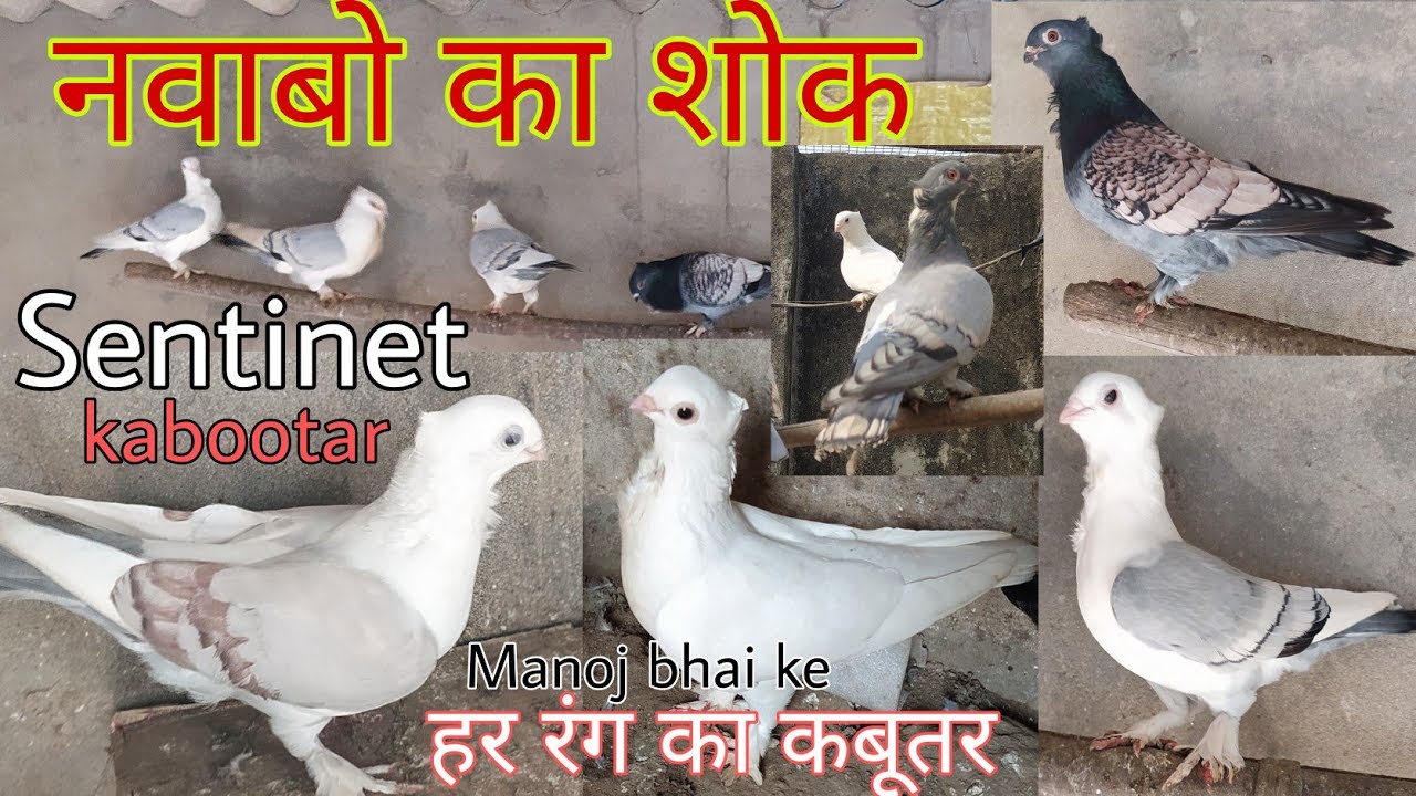 Sentient kabootar. Nawabo ka shoq Manoj bhai ke Fancy kabootar. Top quality ke Sentient kabootar.