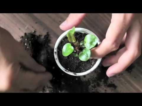 Video: Kaip Nugalėti Kambarinių Augalų Vabzdžius