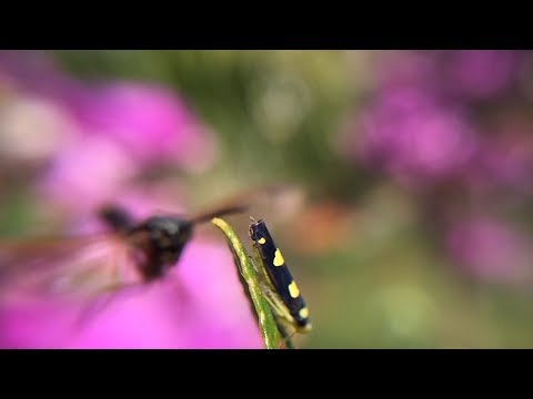 Leafhopper Squirting Honeydew to avoid predators