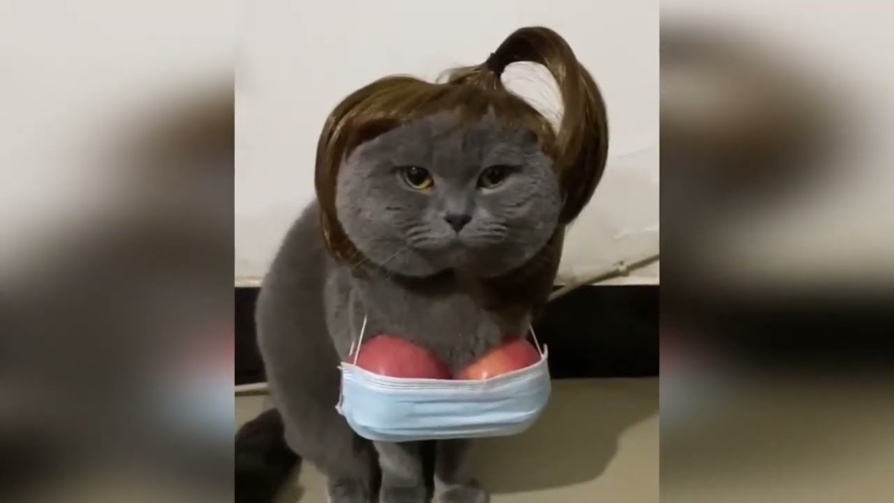 Hilarious Pet Moments Will Make You Laugh #57