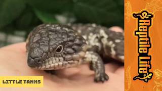 Cute Shingle-backed Lizard Babies | Reptile Life Ferntree Gully Cute Shingle-backed Lizard Babies | Reptile Life Ferntree Gully