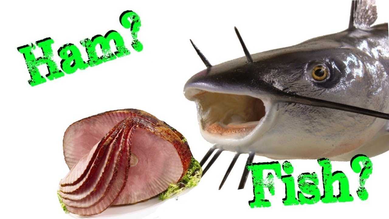 Fishing With Ham Catfish Will Eat Anything YouTube